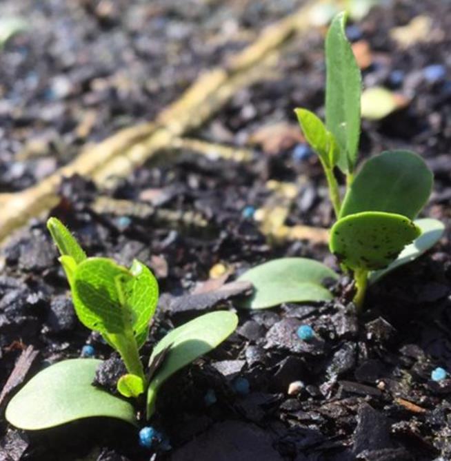 Bolusanthus speciosus - Wisteria Africana, Árvore Glicínia da Rodésia, Árvore Madeira Elefante