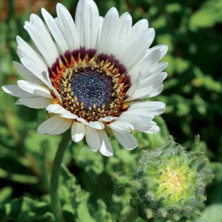 Arctotis fastuosa Alba Zulu Prince (Venidium fastuosum Alba) - Margarida Príncipe Zulu, Margarida Africana dos Olhos Neg