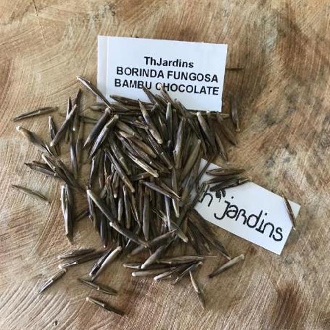 Borinda fungosa (Fargesia fungosa) - Bambu Chocolate