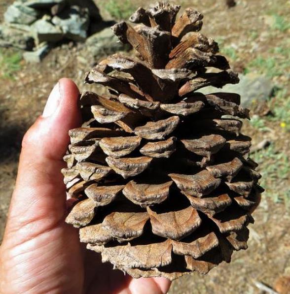 Pinus ponderosa - Pinheiro ponderosa, Pinheiro amarelo, Pinheiro Blackjaks