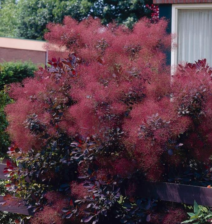 Cotinus coggygria Atropurpurea - Árvore Fumaça Atrorpurpurea, Black Smoke Tree, Purple Smoketree