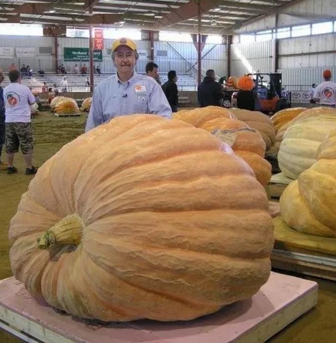 Curcubita maxima Dills Atlantic Giant - Abobora Gigante - Dills Atlantic Giant