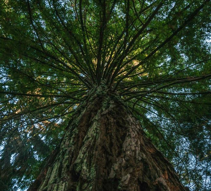 Sequoia sempervirens - Sequoia Sempre Verde, Sequoia Costeira, Sequoia Vermelha, Coast Redwood