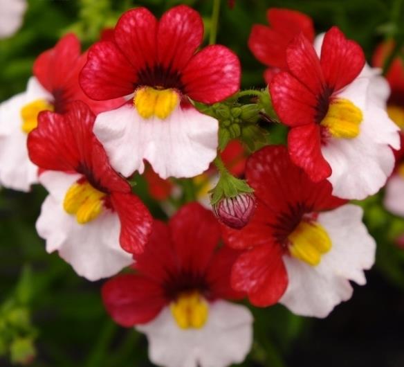 Nemesia strumosa Danish flag -  Jóia do Cabo sedutora, Nemésia sedutora vermelho e branca, Nemesia Danish Flag