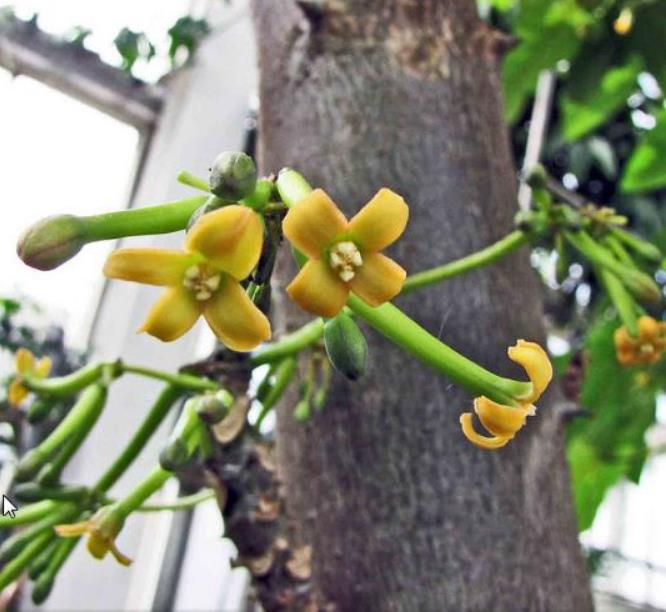 Carica pubescens Cundinamarca (Vasconcellea cundinamarcensis) - Mamão Papaia da Montanha, Mamão Papaia Cundinamarcencis