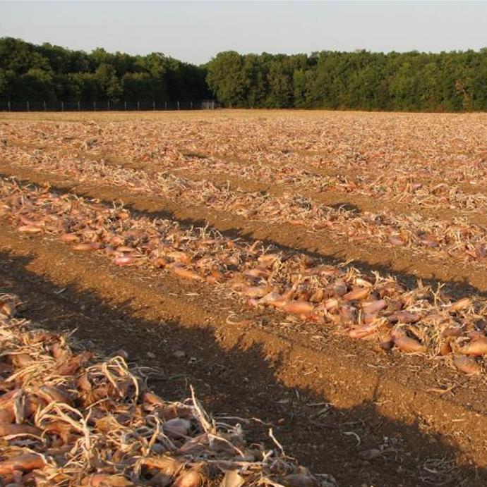 Allium cepa 'Cuisse de Poulet' Echalion (Allium ascalonicum) - Chalota Francesa, Échalote, Shallot