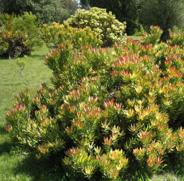 Leucadendron Sessile - Protea Arbusto Do Sol, Arbusto Do Sol, Leucadendron Arbusto Do Sol