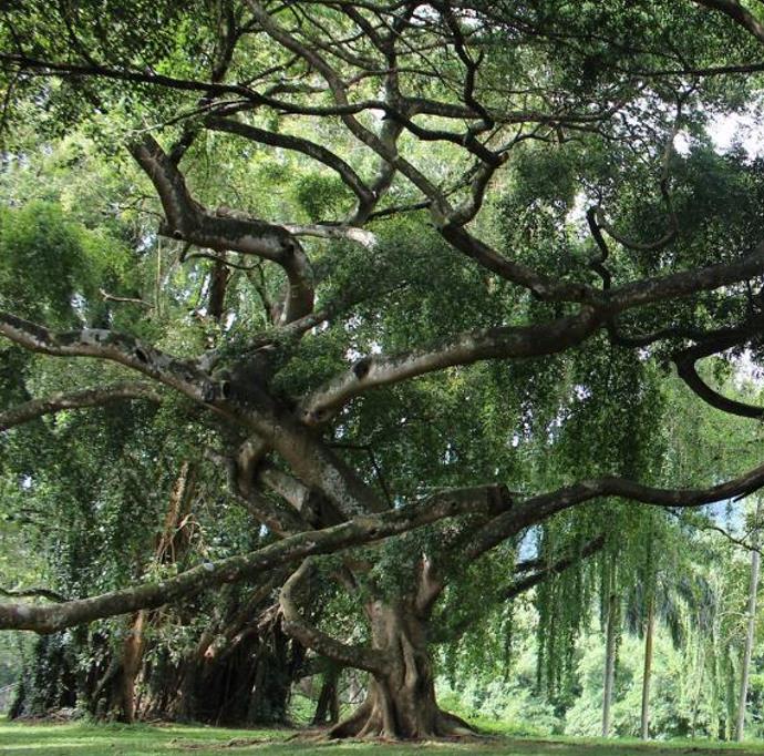 Ficus benjamina - Figueira Benjamim, Figo Chorão, Weeping Fig