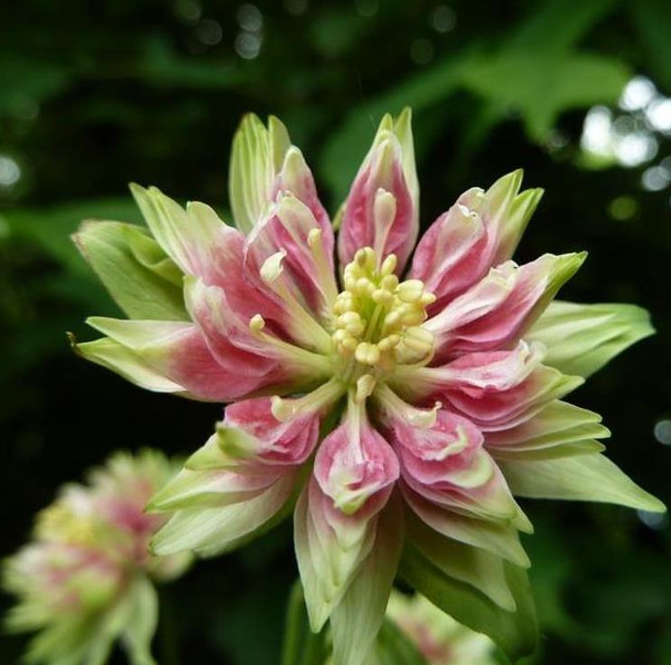 Aquilegia vulgaris Stellata Nora Barlow - Aquilegia Flor de Clematis (tricolor), Rosa Columbina Dobrada Tricolor (rosa,