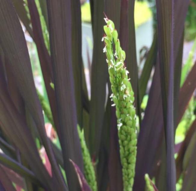 Oryza sativa Black madras  - Arroz ornamental  comestível Black madras, arroz Chartreuse (comestível)