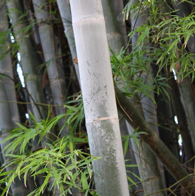 Dendrocalamus membranaceus - Bambu Branco Gigante, Bambu Gigante, Bambu Branco