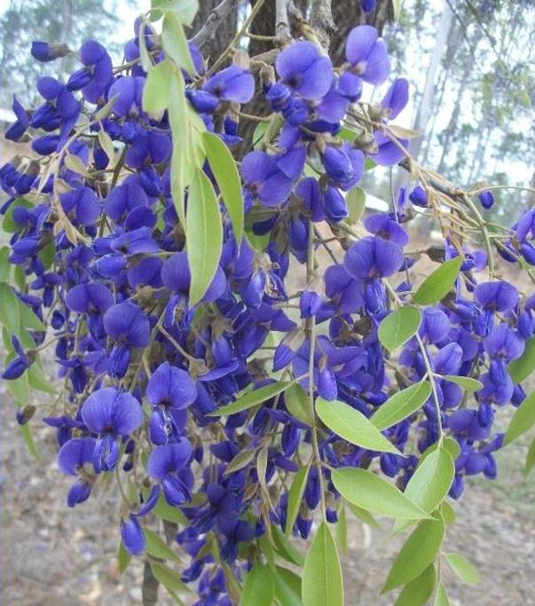 Bolusanthus speciosus - Wisteria Africana, Árvore Glicínia da Rodésia, Árvore Madeira Elefante