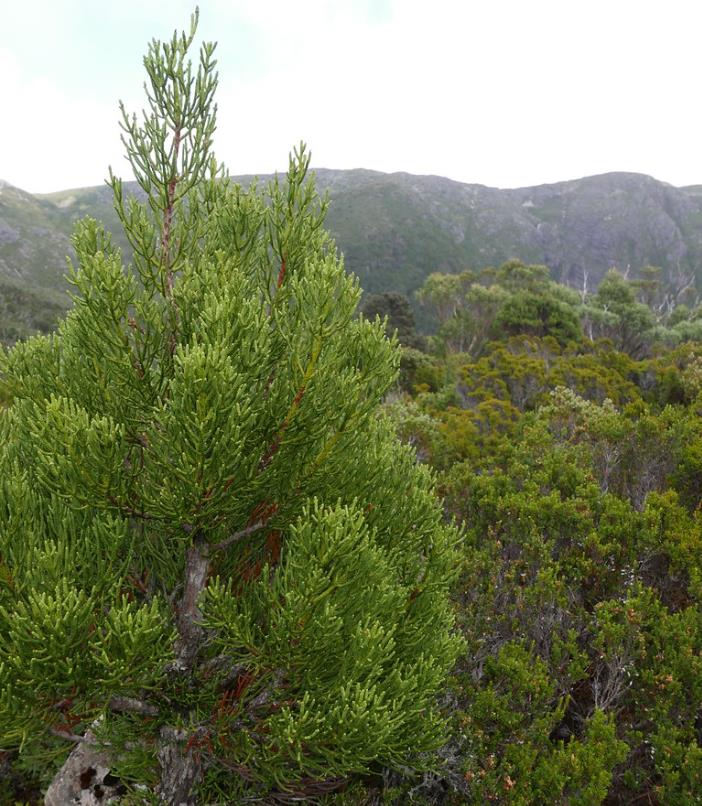 Athrotaxis cupressoides - Pinheiro Lápis, Pinho do lápis, Pencil Pine