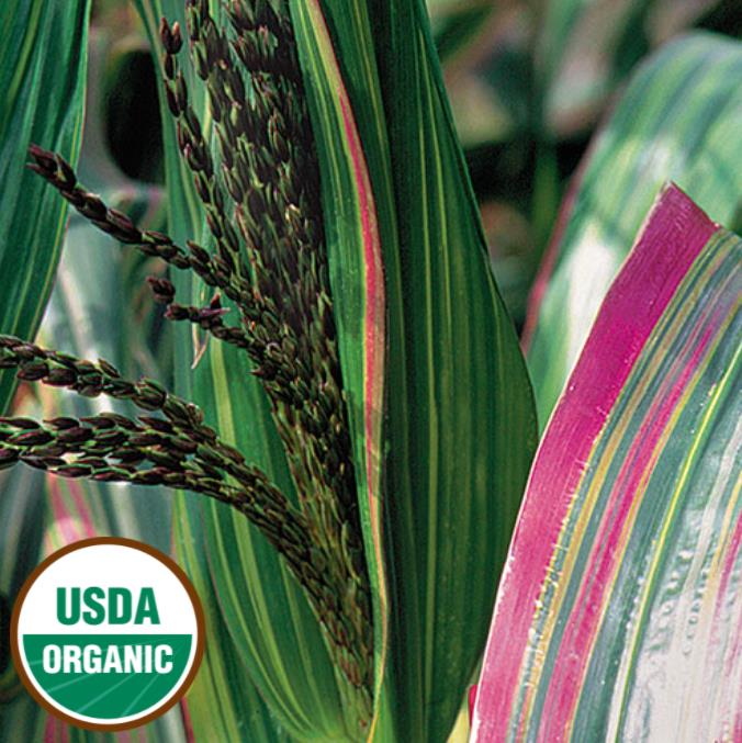 Zea mays Japonica Variegata (C.O) - Milho Japonês Listrado, Milho Japonês de Folhagem Ornamental