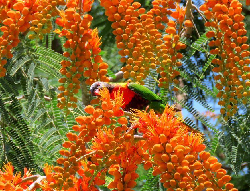 Colvillea racemosa - Árvore Gloriosa, Flor do Paraíso, Gloriosa de Madagascar