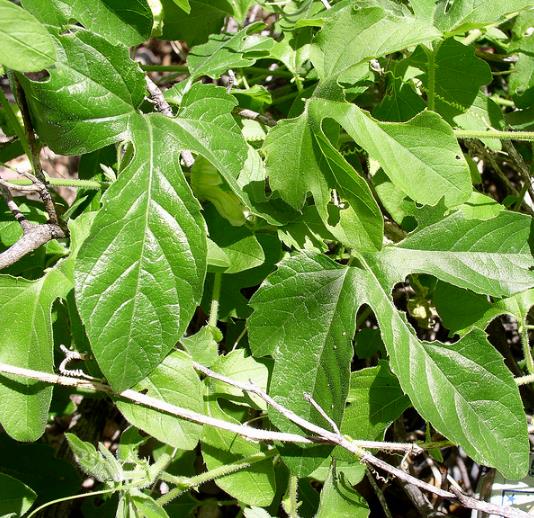 PASSIFLORA BRYONIOIDES - Maracujá Bryonioides, Flor da Paixão Bryonioides, Trepadeira Maracujá
