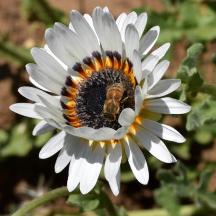 Arctotis fastuosa Alba Zulu Prince (Venidium fastuosum Alba) - Margarida Príncipe Zulu, Margarida Africana dos Olhos Neg