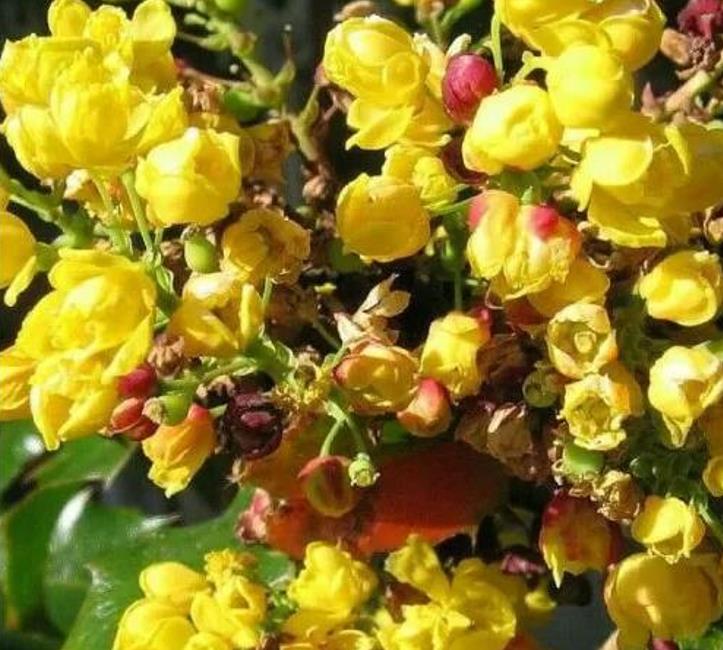 Mahonia aquifolium - Uva do Oregon, Berberis do Oregon