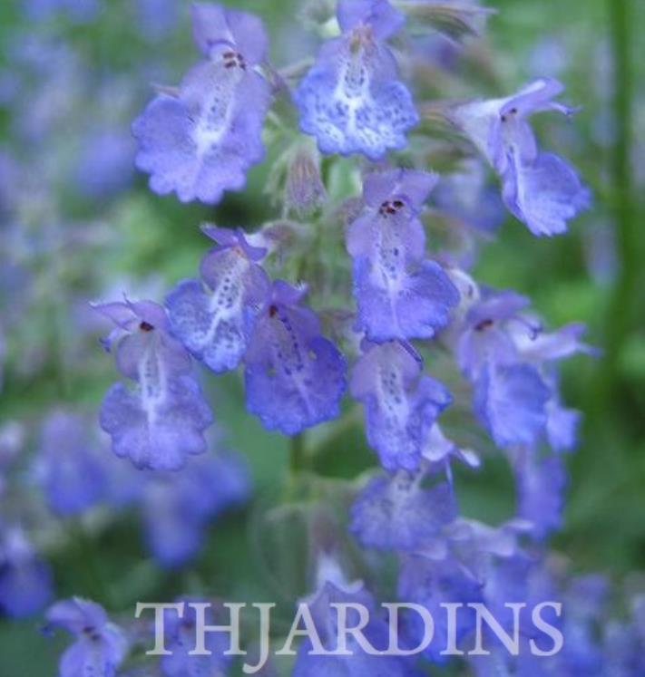 Nepeta clarkei - Erva dos Gatos Flor Azul, Clark's Catmint, Himalayan Catmint