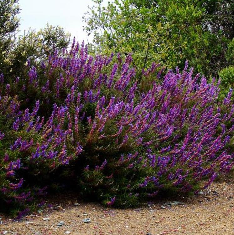 Trichostema lanatum - Alecrim da Califórnia, Alecrim Selvagem Americano, Woolly Blue-Curls