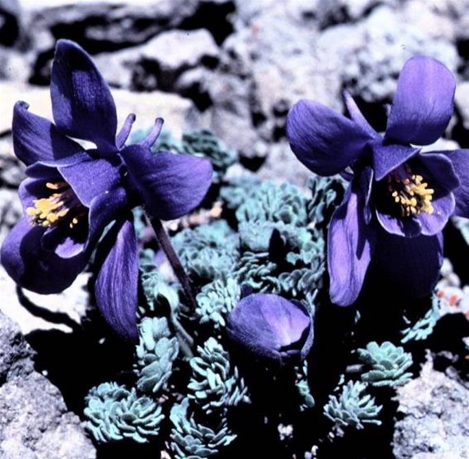 Aquilegia jonessi x Aquilegia saximontana - Aquilegia Diamante Azul, Rosa Columbina Diamante Azul