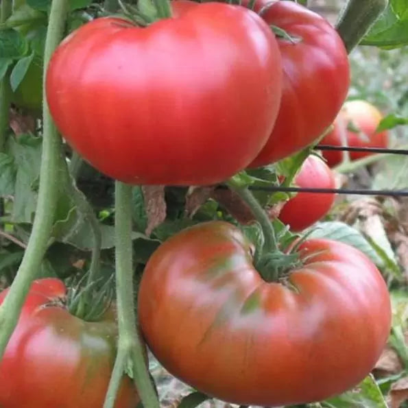Solanum lycopersicon Gigante Liscio (Nova seleção com Certificação Orgânica) - Tomate Gigante Liscio (Nova Seleção)