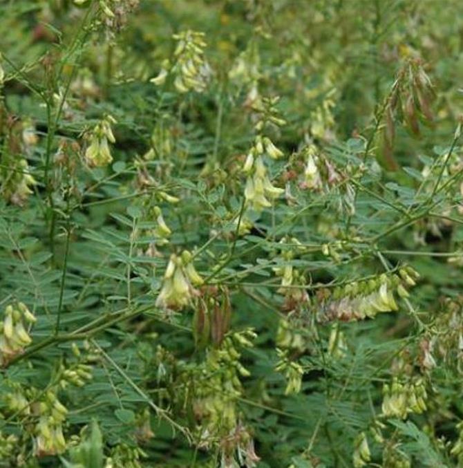 Astragalus schelkovnikovii - Erva da Longevidade,  Astragalo Armênio, Locoweed