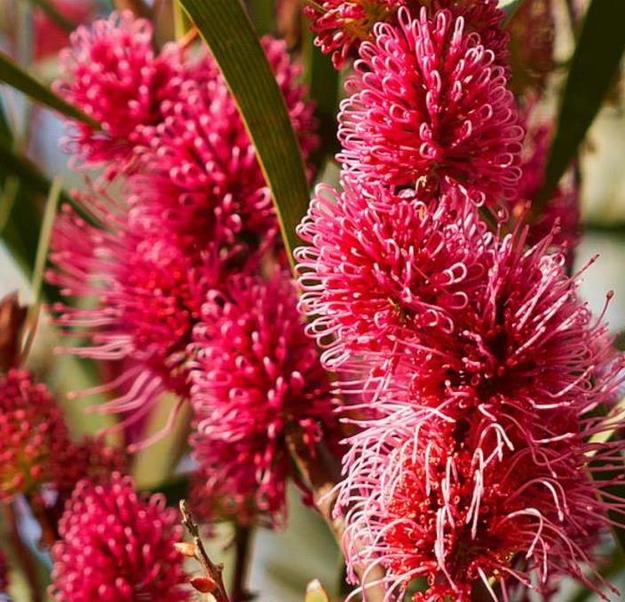 Hakea multilineata - Protea Hakea Multilineata, Hakea Folha de Lança, Hakea Folha de Gramíneas