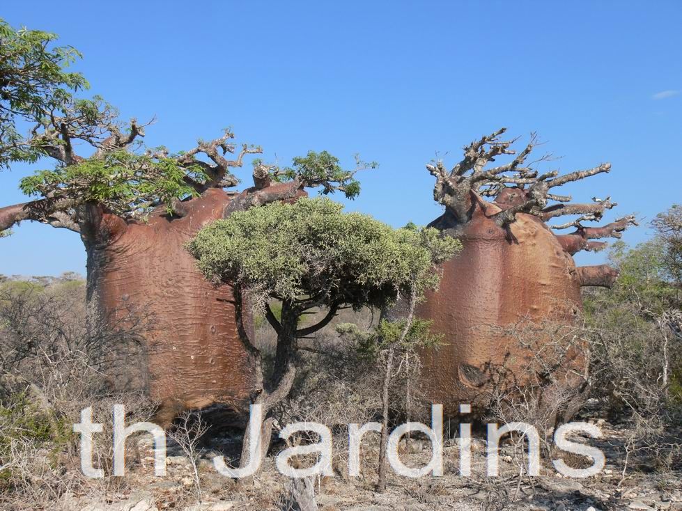 Adansonia rubrostipa - Baobá fony