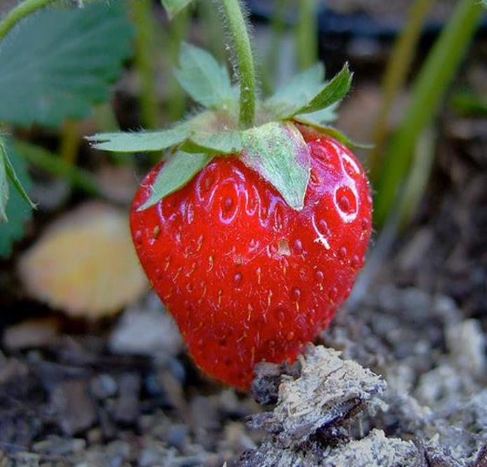 Fragaria vesca  Alexandra - Morango Alexandra