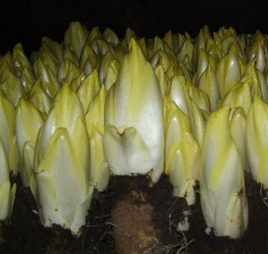 Cichorium Intybus Brussels Witloof - Endívia Belga, Endívia Francesa, Endívia De Bruxelas, Endívia De Witloof