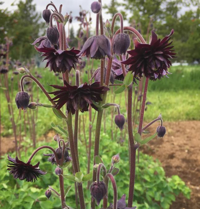 Aquilegia vulgaris Stellata Nora Barlow Black - Aquilegia Flor de Clematis Negra, Rosa Columbina Negra, Aquilegia Barlow