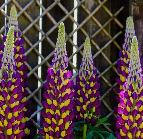 Lupinus polyphyllus New Millenium - Tremoço novo milênio, Tremoço novo milênio multi-colorido