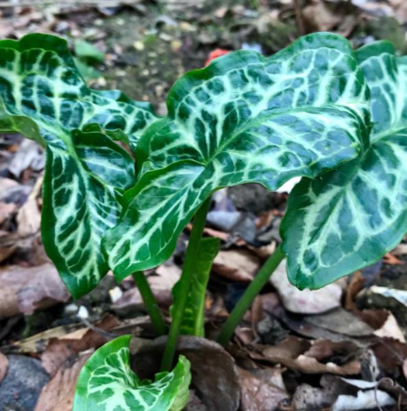 Arum italicum ssp italicum Marmoratum - Lírio Arum italiano, Arum marmorizado, Arum mármore verde, Arum italicum fantasm