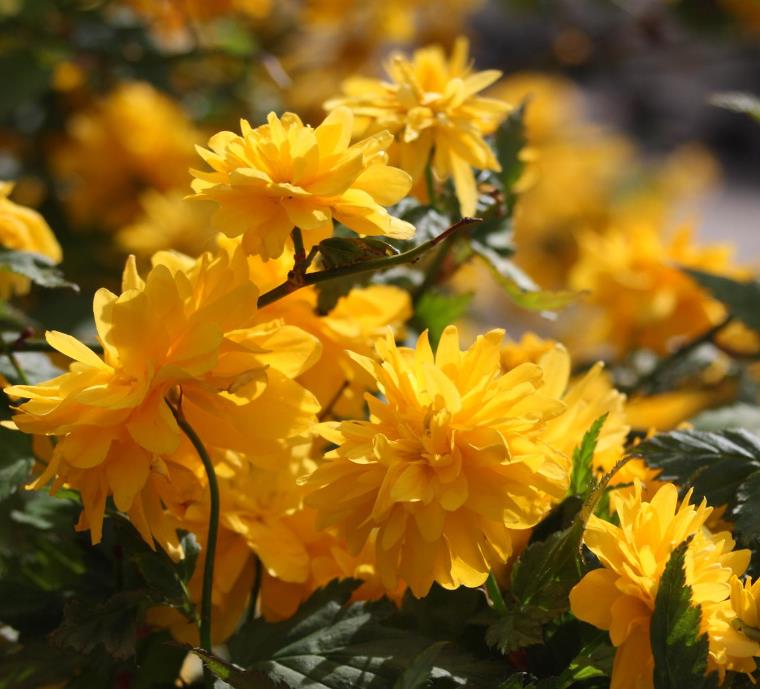 Kerria japonica 'Pleniflora' - Rosa Japonesa Dobrada, Malva de Judeu, Rosa da Páscoa, Botões de Bacharel