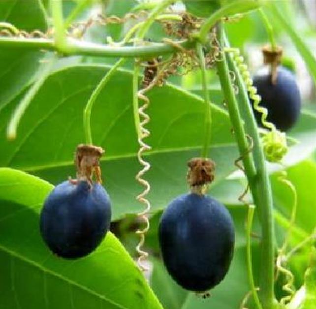 Passiflora Tiny star -  Maracujá Negro Doce, Maracujá Uva
