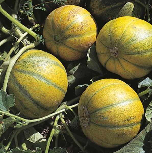 Cucumis melo Ha'Ogen (Certificação Orgânica) - Melão de Israel, Melâo Ha Ogem, Mini Melão Kibbutz, Melâo HaOgem