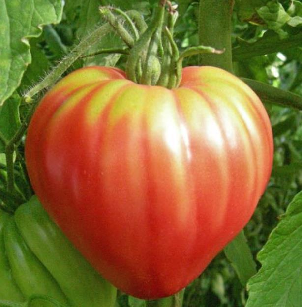 Solanum lycopersicon Oxheart Giant (C.O) - Tomate Gigante Coração-de-Boi, Tomate Coração de Boi Gigante