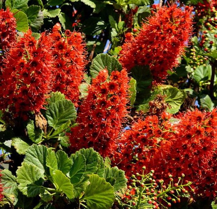 Greyia sutherlandii  - Escova de Garrafa Sul Africana, Mamadeira de Natal, Natal Botlebrush, Pincel de