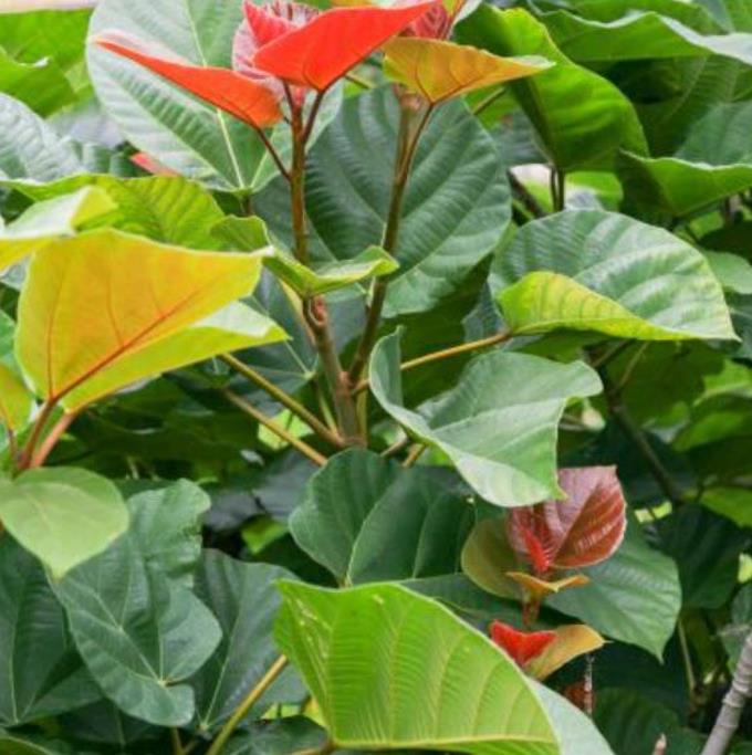 Ficus auriculata - Figueira de Jardim, Figueira vermelha