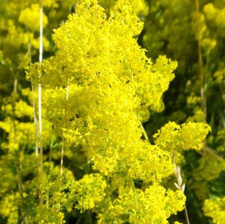 Galium verum subsp. Verum - Erva Coalheira, Erva do coalho, Coalho De Queijo, Gálio, Ladys Bedstraw