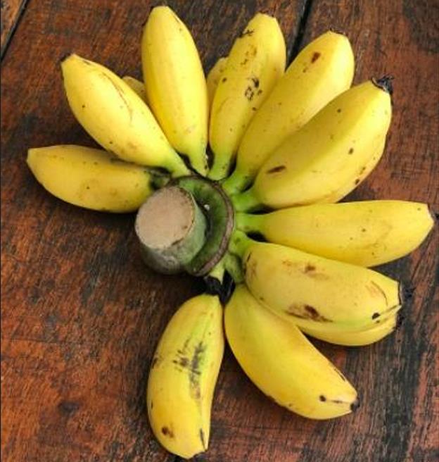 Musa mannii - Mini Bananeira, Mini Bananinha, Baby Banana, Indian Dwarf Banana