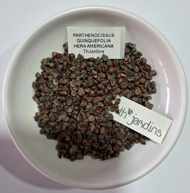 Parthenocissus quinquefolia - Trepadeira da Virginia, Hera Americana, Virginia Creeper, Videira Virgem