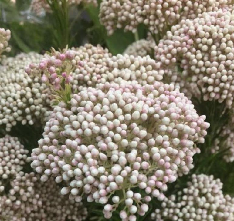Ozothamnus diosmifolius - Flor de Arroz, Alecrim Selvagem, Arbusto de Sagu, Rice Flower