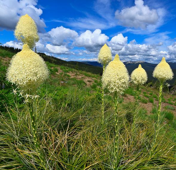 Xerophyllum tenax - Lírio relva, Relva aromática, Grama de urso