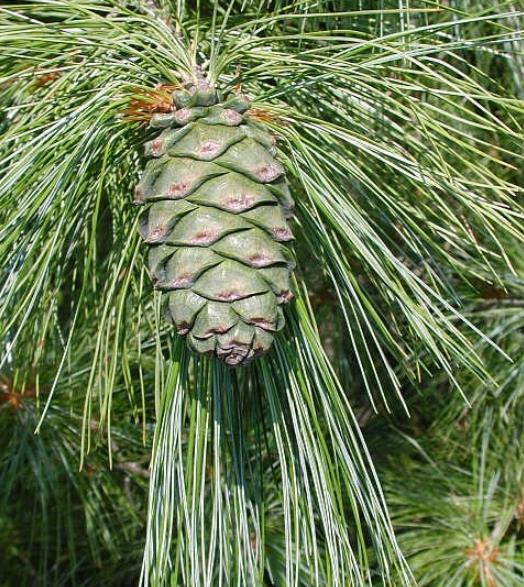 Pinus armandii - Davids Pine, Pinheiro Branco Chinês, Hua Shan Song (Chinês)