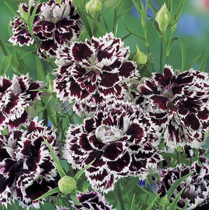 Dianthus chinensis Heddewigii Black and White Minstrels - Cravo 'Menestrel Preto E Branco', Rosa Chinesa, Rosa Indiana,