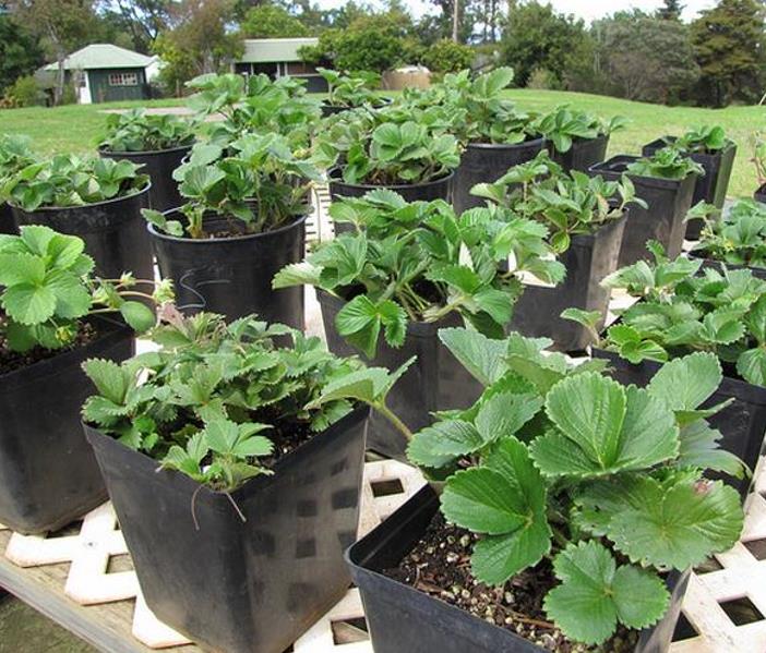 Fragaria vesca 'White Soul' - Morango Alma Branca, Morango Branco, Morango Abacaxi, Pineberry