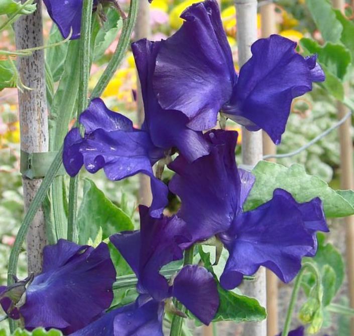 Lathyrus odoratus 'Mammoth Navy Blue' - Ervilha Doce Gigante, Trepadeira Ervilha de Cheiro 'Mammoth Navy Blue'