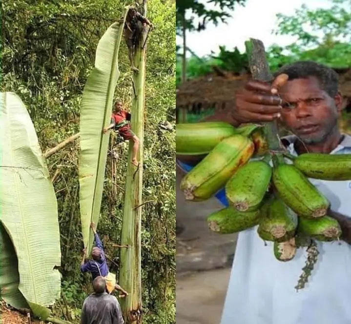 Musa ingens - Bananeira Gigante, Banana Gigante das Terras Altas